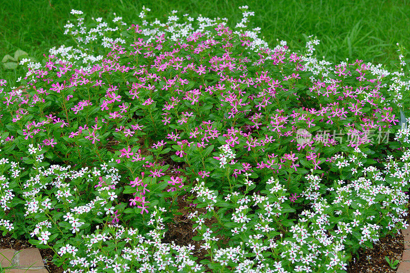 玫瑰卡萨兰花/长春花/一年生长春花